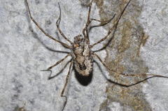Platybunus pinetorum
