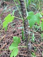 Ceratiosicyos laevis