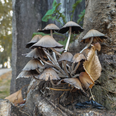 Fungi