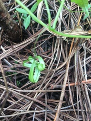 Ceratiosicyos laevis