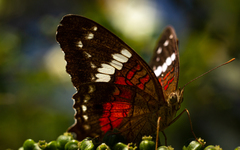 Anartia amathea
