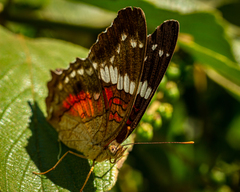 Anartia amathea