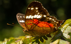 Anartia amathea