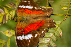 Anartia amathea