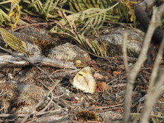 Junonia hierta hierta