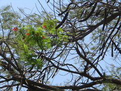 Delonix regia