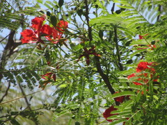 Delonix regia