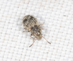 Xynotropis