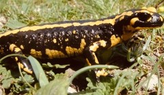 Salamandra