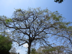 Delonix regia