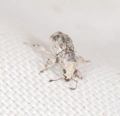 Maleuterpes spinipes
