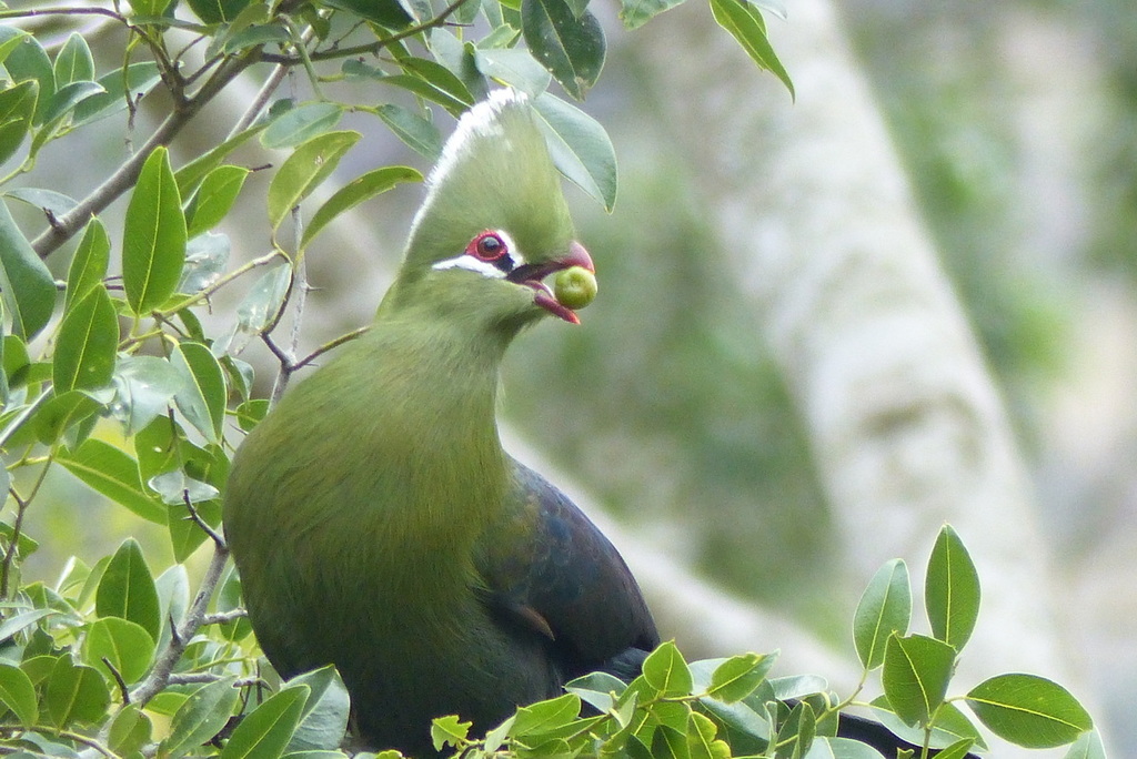 Green and Purple Turacos