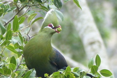 Knysna Turaco photo 4