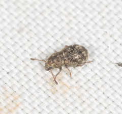 Xynotropis