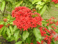 Ixora casei