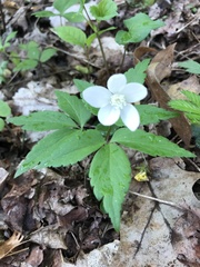 Anemonoides quinquefolia