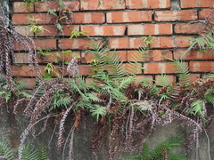 Pteris vittata