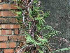 Pteris vittata
