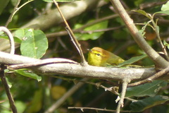 Phylloscopus ruficapilla ruficapilla