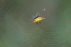 Gasteracantha versicolor