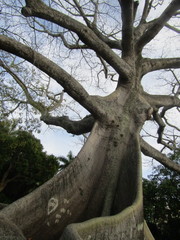 Ceiba pentandra
