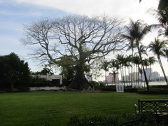 Ceiba pentandra