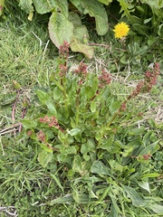 Rumex acetosa