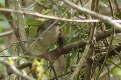 Camaroptera brachyura