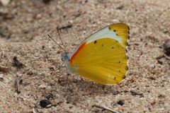 Belenois thysa thysa