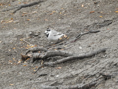Motacilla alba
