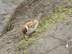 Passer montanus