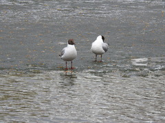 Chroicocephalus ridibundus