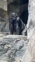 Gorilla gorilla