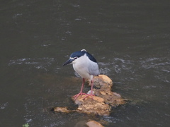Nycticorax nycticorax