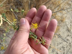 Cleomella palmeri