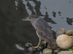 Nycticorax nycticorax
