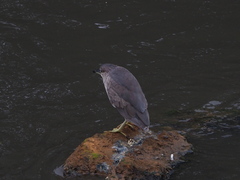 Nycticorax nycticorax
