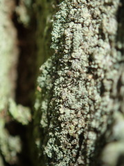 Chaenotheca trichialis