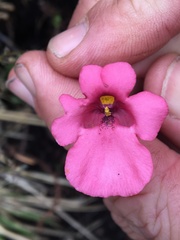 Diascia capsularis