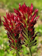 Trifolium incarnatum