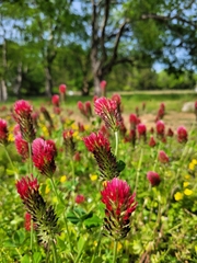 Trifolium incarnatum