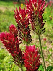Trifolium incarnatum