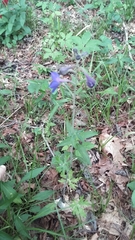 Delphinium alabamicum