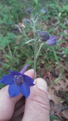 Delphinium alabamicum