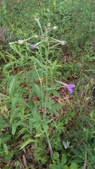 Delphinium alabamicum
