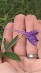 Delphinium alabamicum