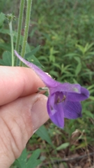 Delphinium alabamicum
