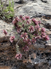 Teucrium buxifolium