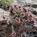 Teucrium buxifolium - Photo (c) thehousebunting, algunos derechos reservados (CC BY-NC)