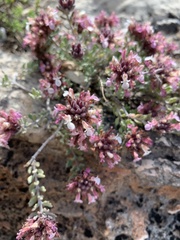 Teucrium buxifolium